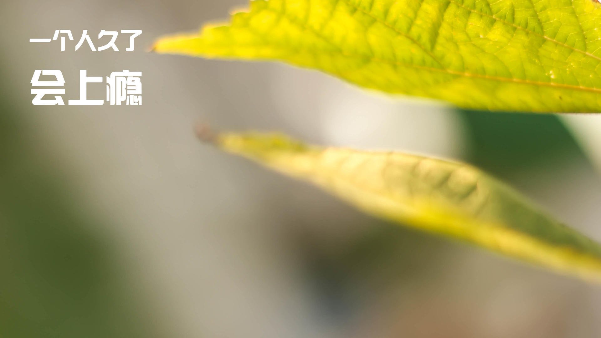 九游娱乐APP-_雄鹿队字母哥连续佳绩，领跑联盟_，雄鹿主帅_字母哥取得很好进展 但无复出时