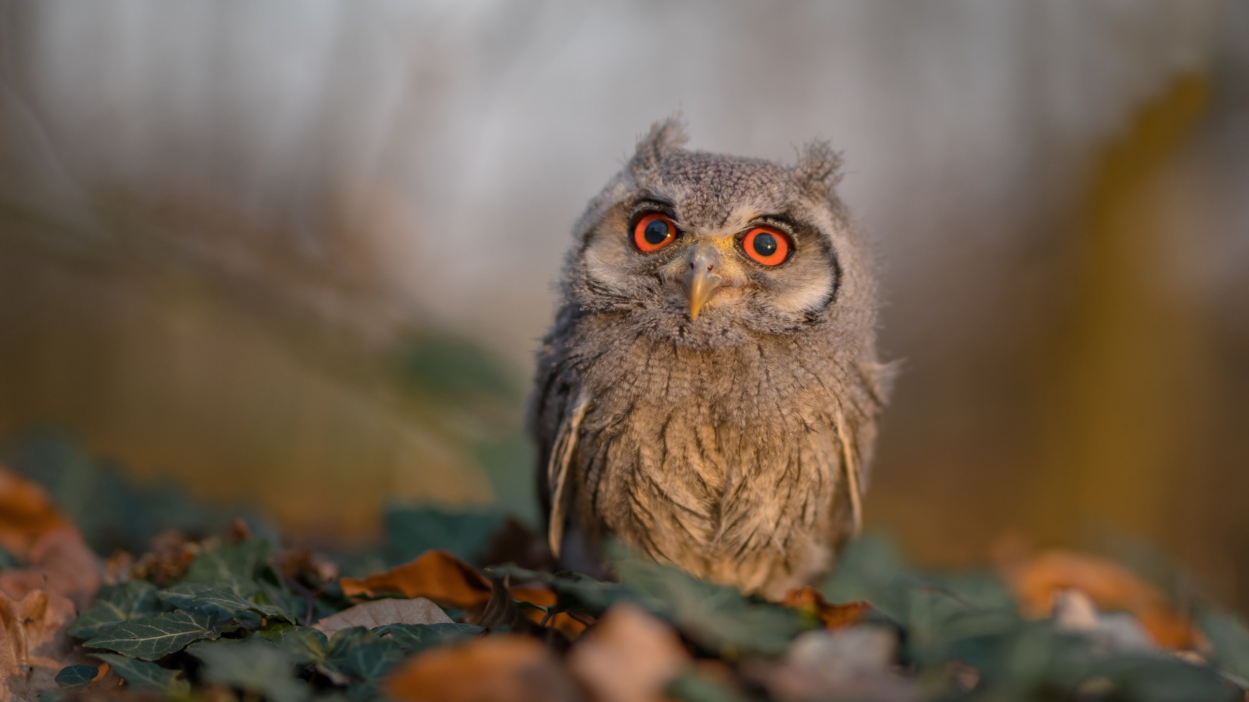 九游官网pc-_行业专家解析：2025年网球比赛的新趋势_，网球未来