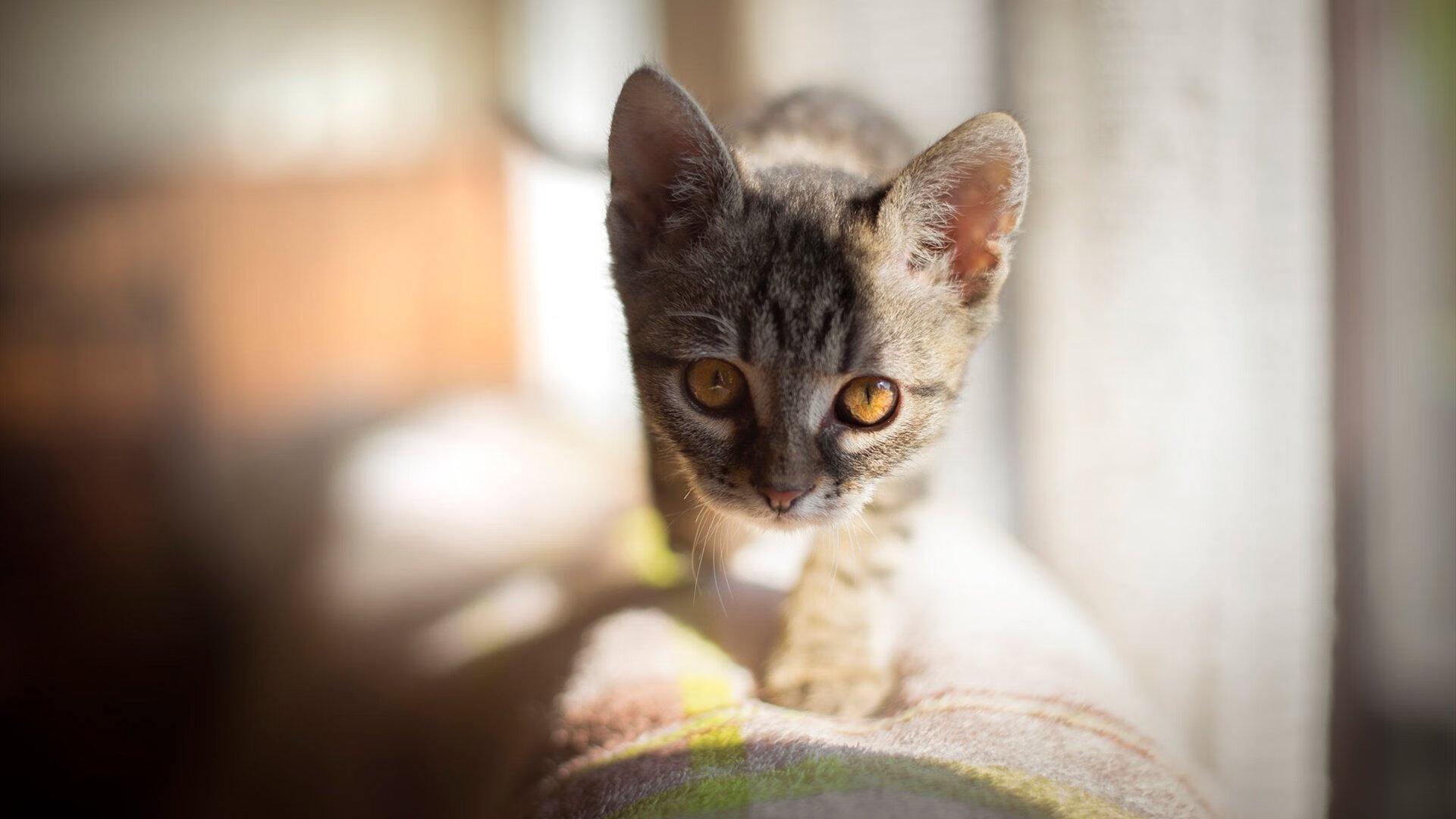 -【夺冠秘诀】世界冠军谈比赛中最重要的策略，世界冠军是如何炼成的