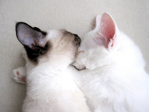 【夺冠秘诀】世界冠军谈比赛中最重要的策略,世界冠军是如何炼成的