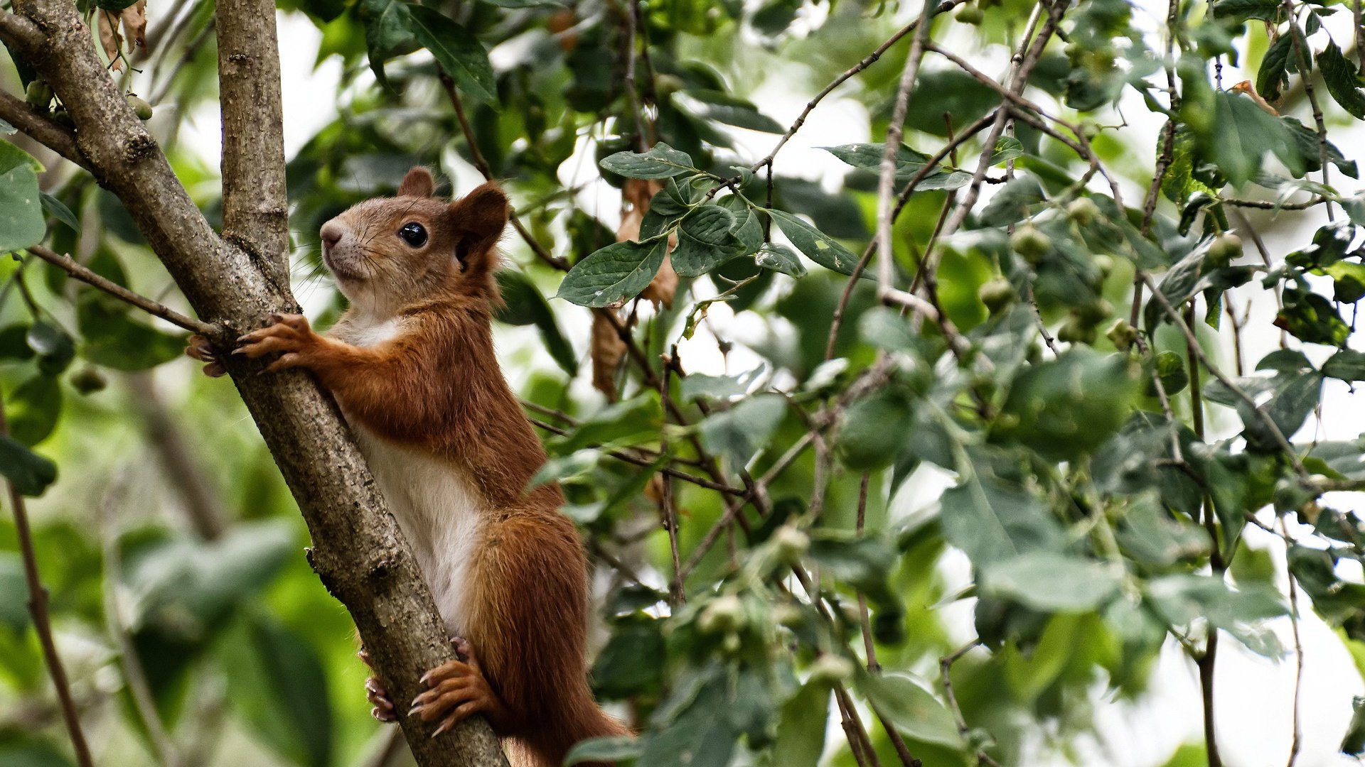 【防守布局演变】最新科技带来的防守思路创新,什么是防守技术