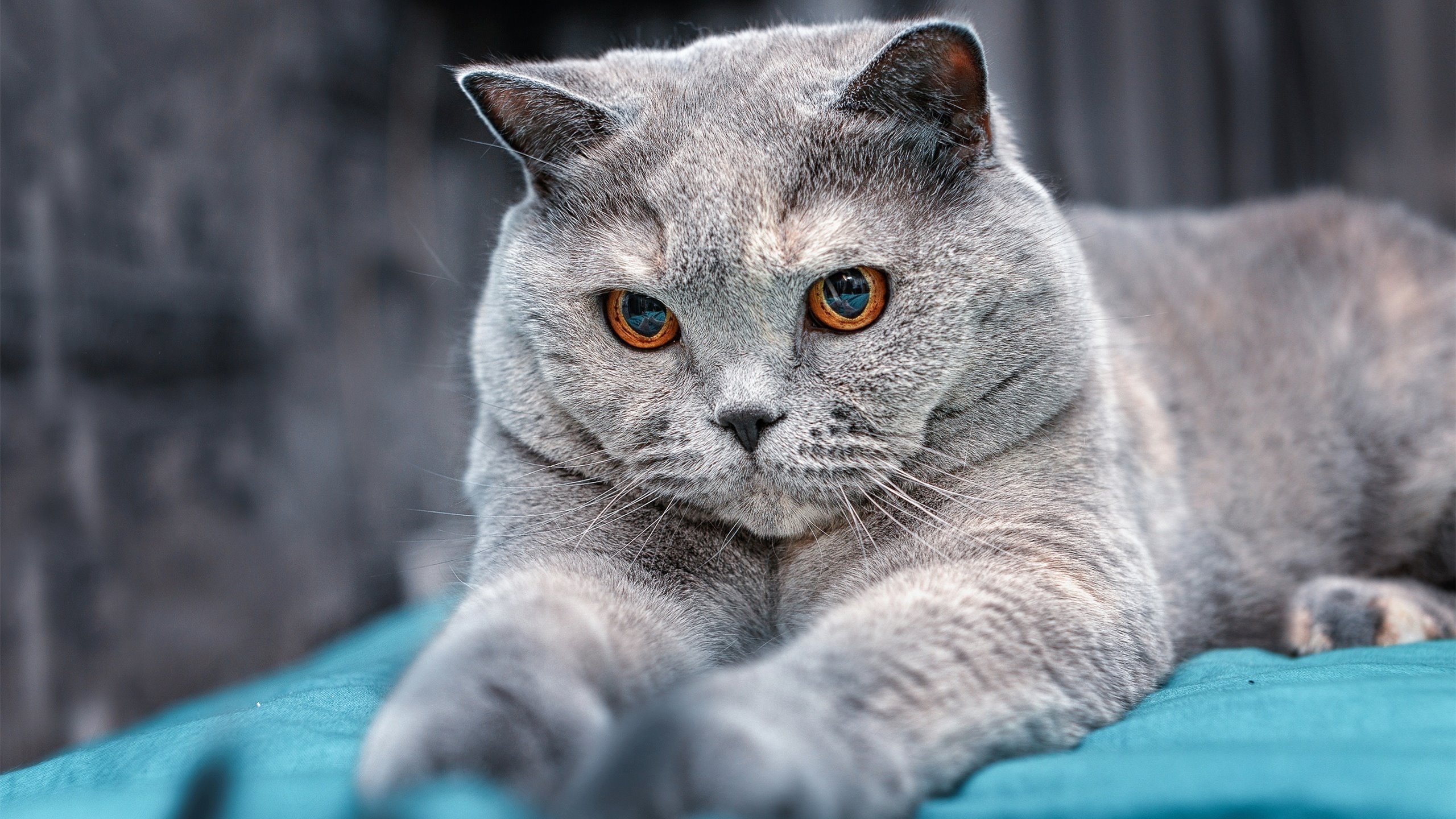 九游登录入口-传统名族体育跳长绳比赛，传承文化的欢乐盛典，跳长绳游戏规则