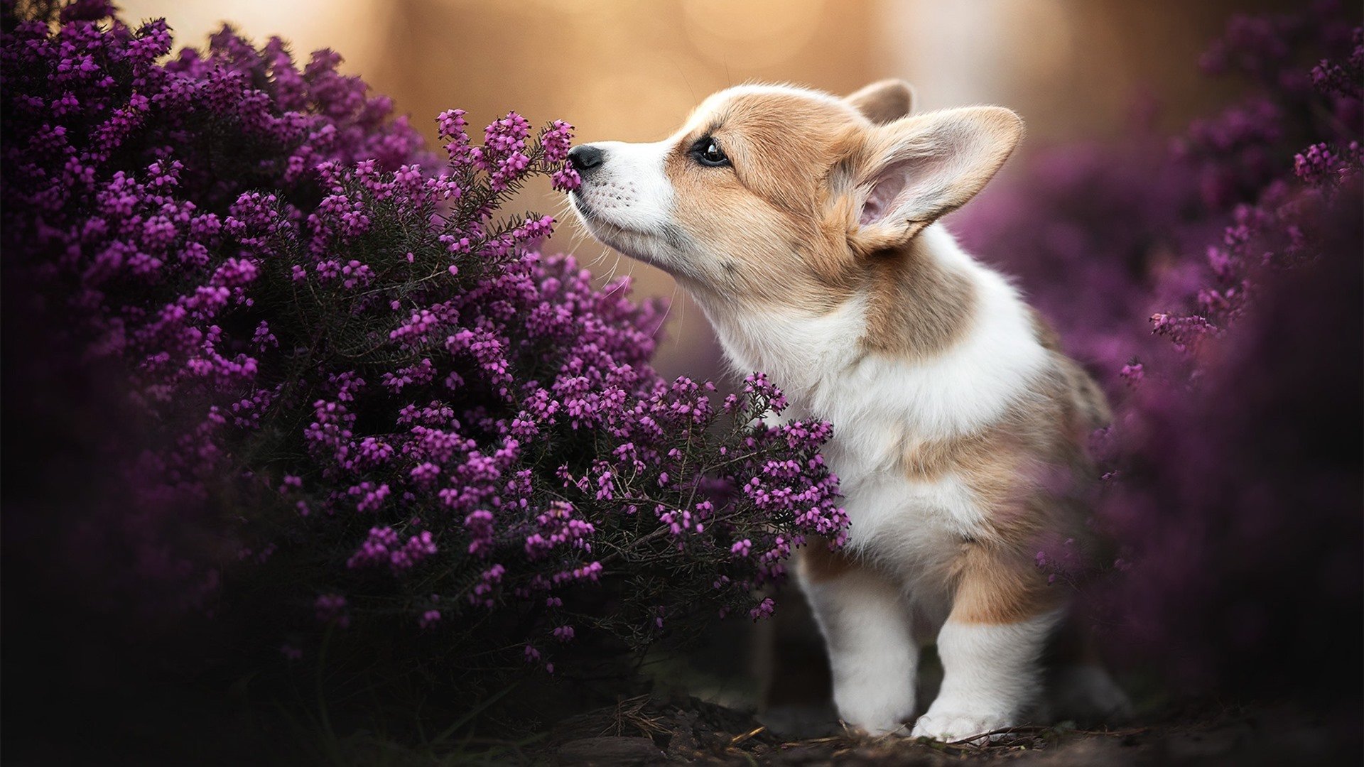 哥伦比亚骑手安德烈亚·瓦尔加斯在2024年巴黎奥运会盛装舞步比赛中取得第20名，表现出色。