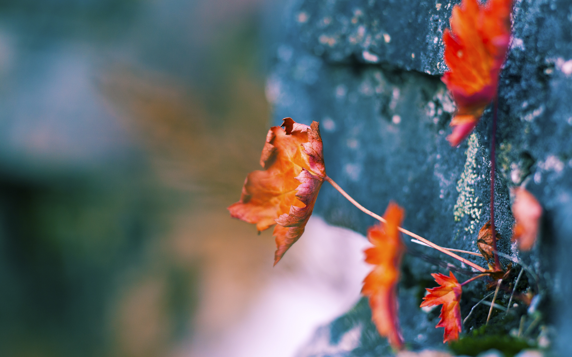 九游娱乐(jiuyou)官方网站-极限悬崖跳水：水花溅起的勇气瞬间，悬崖跳水什么电影