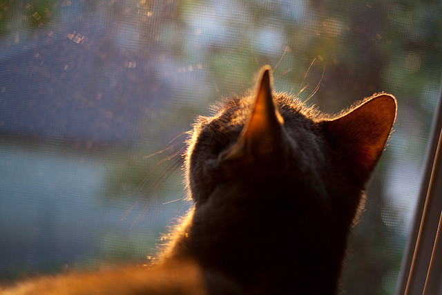 爵士勇猛表现，米切尔多次投中“全场最佳”三分！，爵士队米切尔伤势