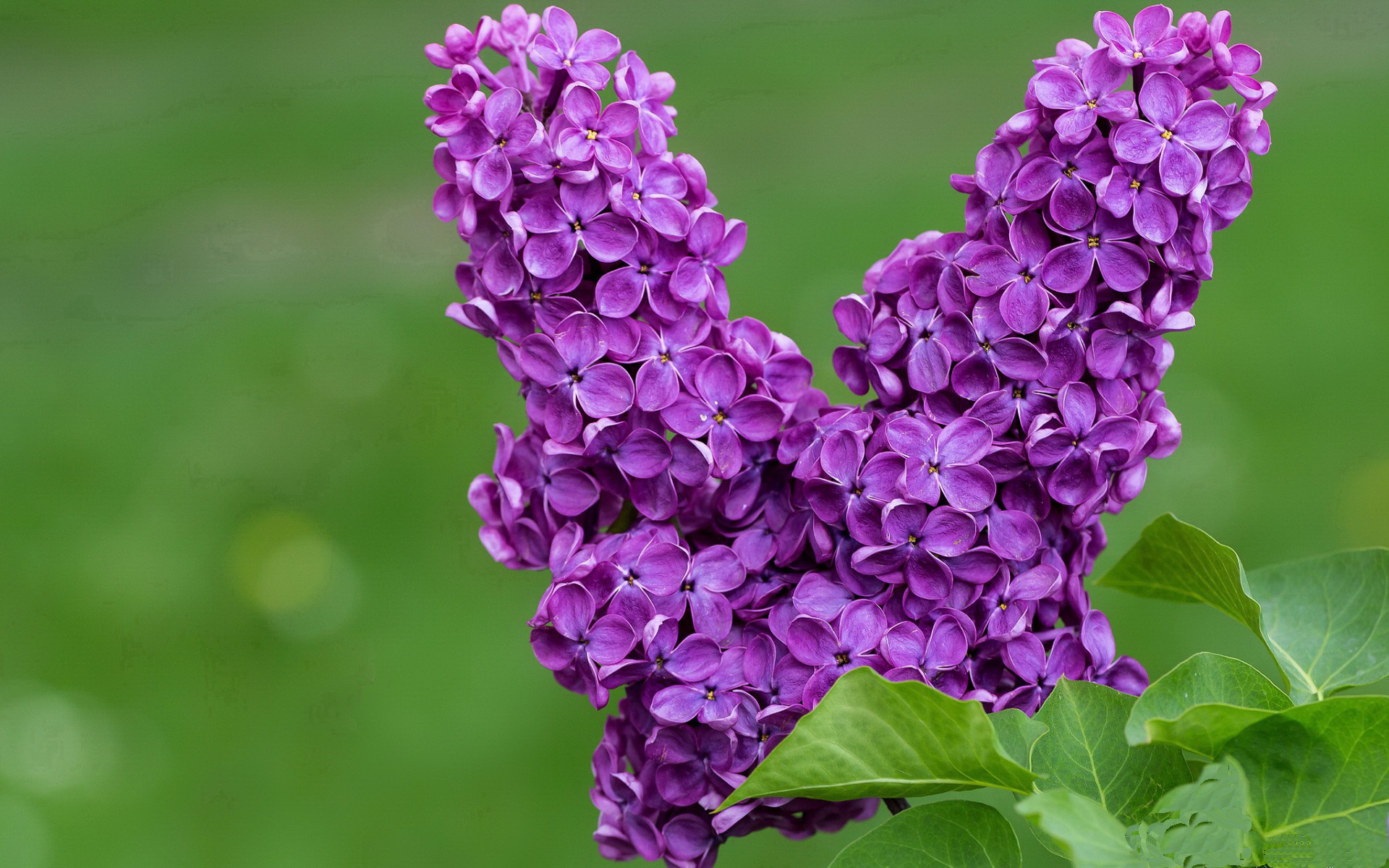 瑞士男足在巴黎奥运会比赛中以1-0战胜法国,瑞士男足队员