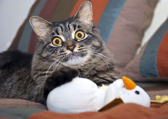 赛事路线规划:巡回赛带来多站精彩对决,巡回赛总决赛直播