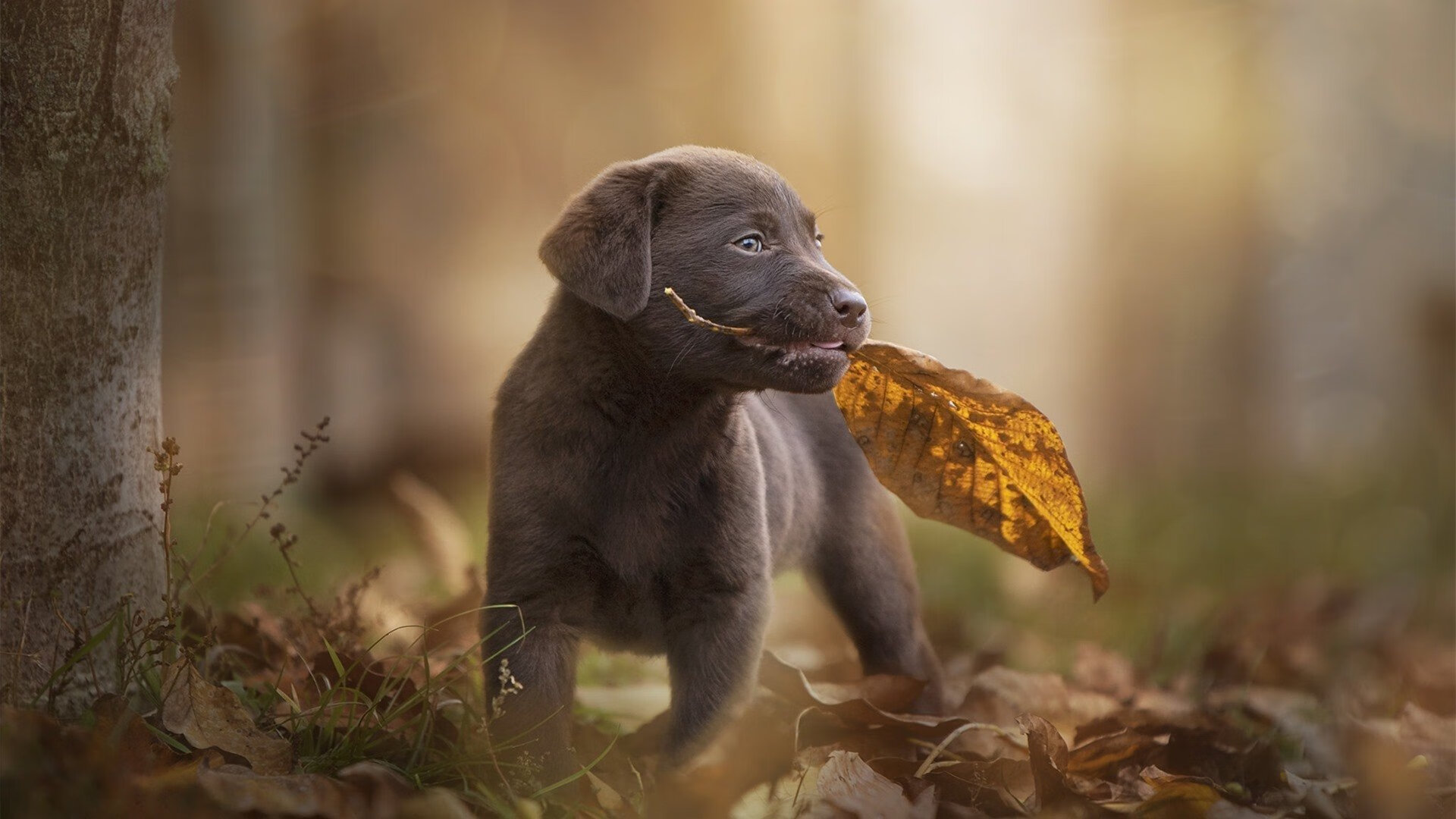 LCS夏季赛赛程公布,lcs夏季赛积分榜