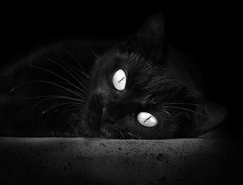 主教练战术布置是否能适应亚洲主流趋势,主教练是谁