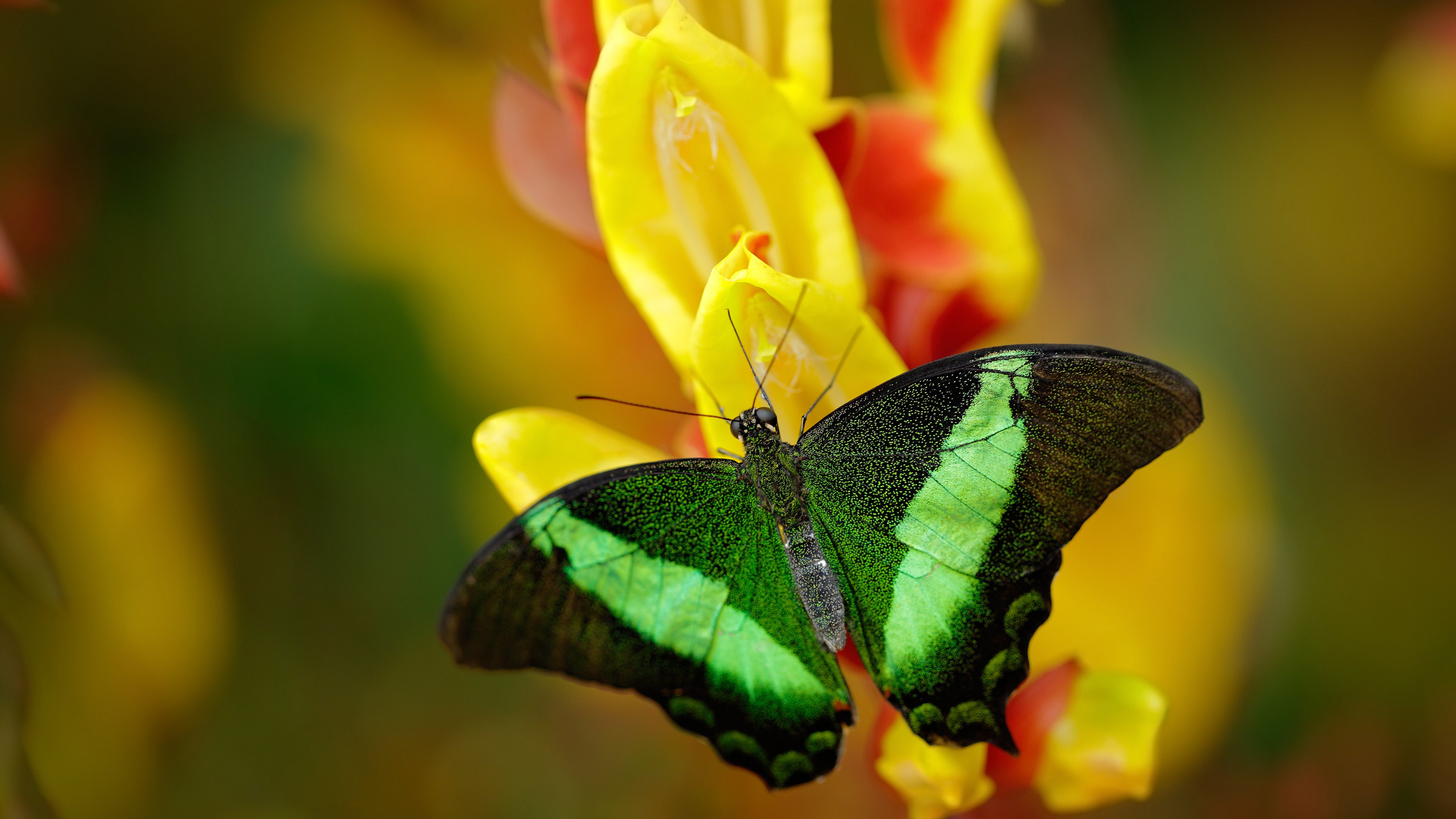 勒沃库森逆转击败对手,积分上升,勒沃库森转入球员