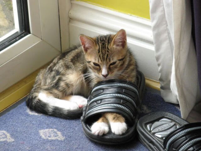 九游网-夺冠热门异军突起，亚冠比赛冷热交替，亚冠比赛日程安排