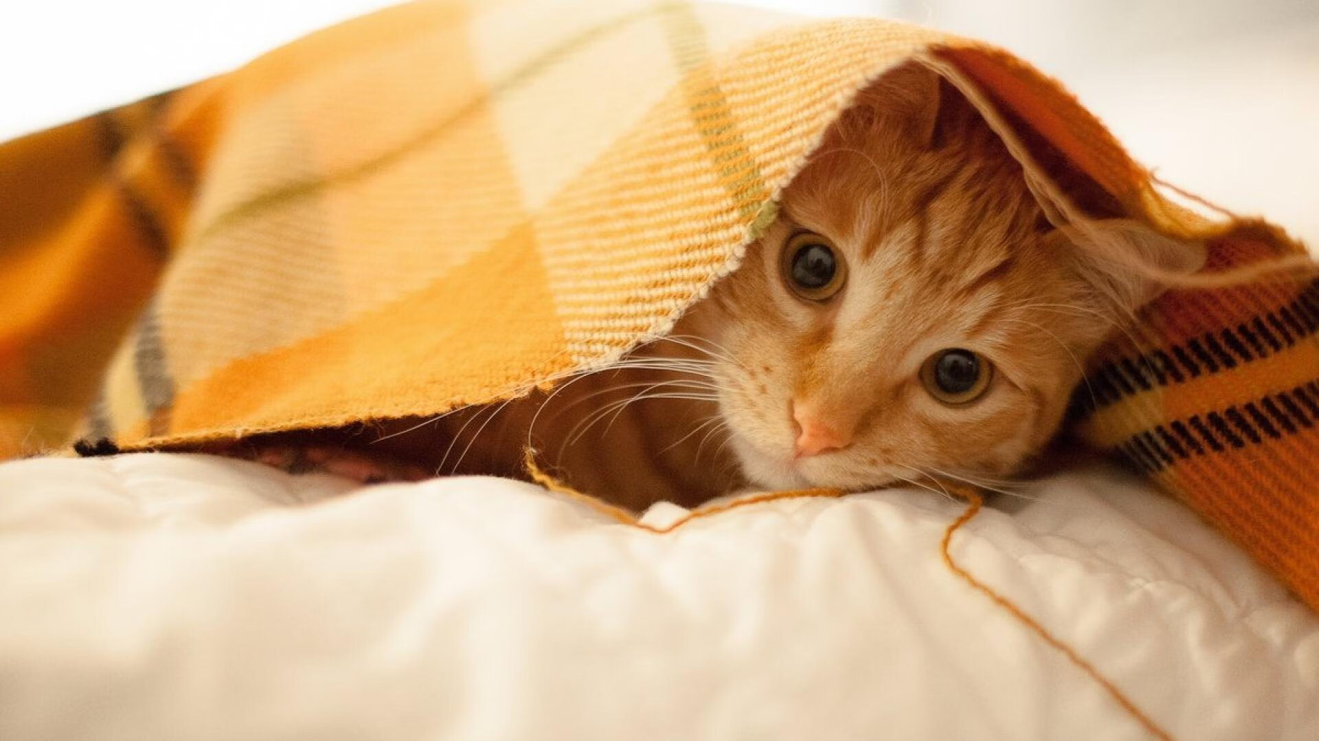 川崎前锋与横滨水手赛季表现对比，川崎前锋vs横滨水手绝杀