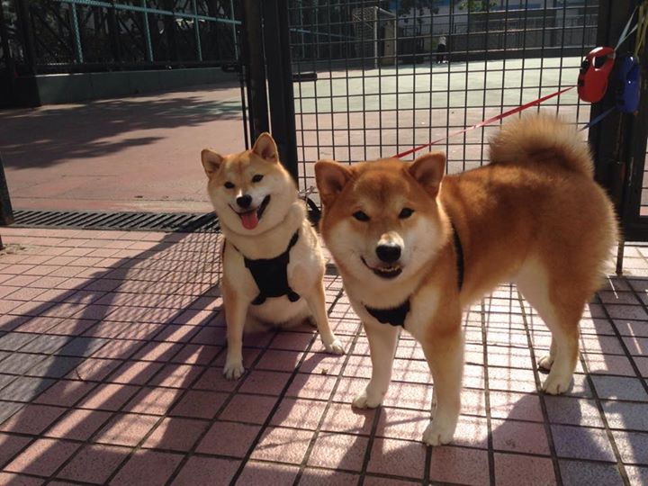 摩纳哥全取三分,寻求二连胜面对图卢兹,摩纳哥球迷