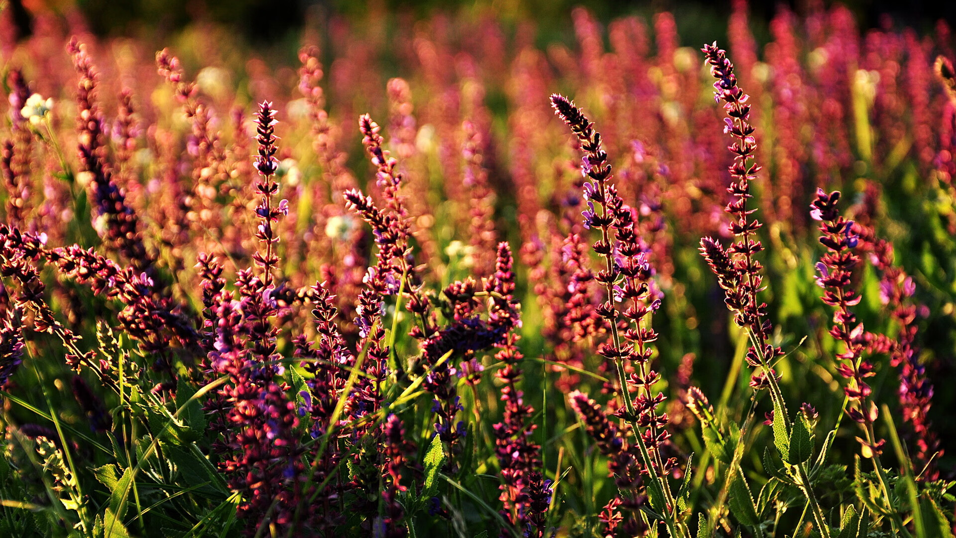 曼城主场小胜沃特福德,保住前四位置,曼城大胜