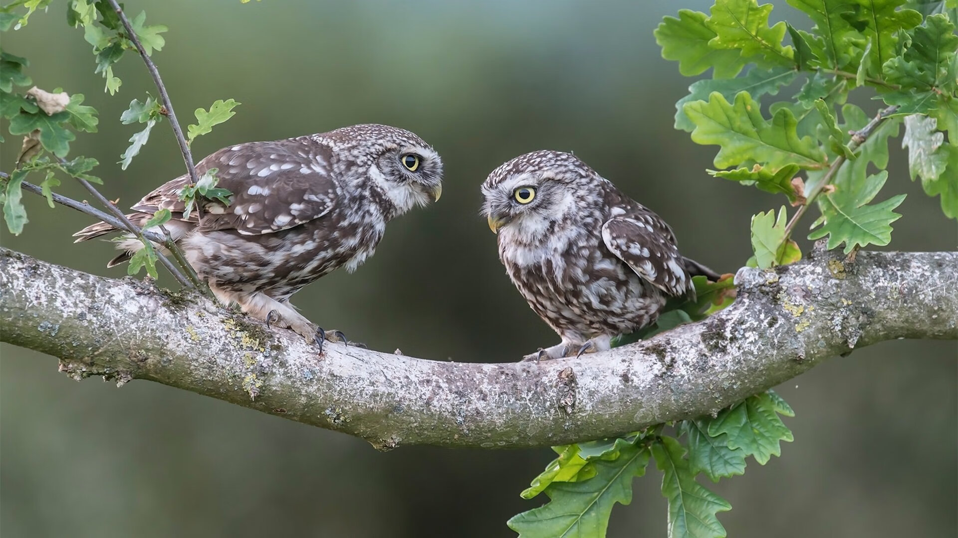-沃尔夫斯堡坐镇主场，力争击败斯图加特，沃尔夫斯堡vs斯图加特