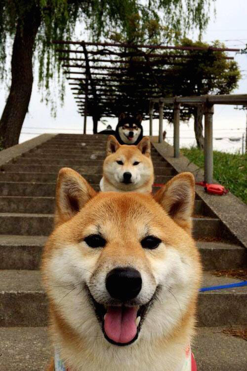 沙尔克边锋通过社交媒体表达对球队的热爱,沙尔克队主帅