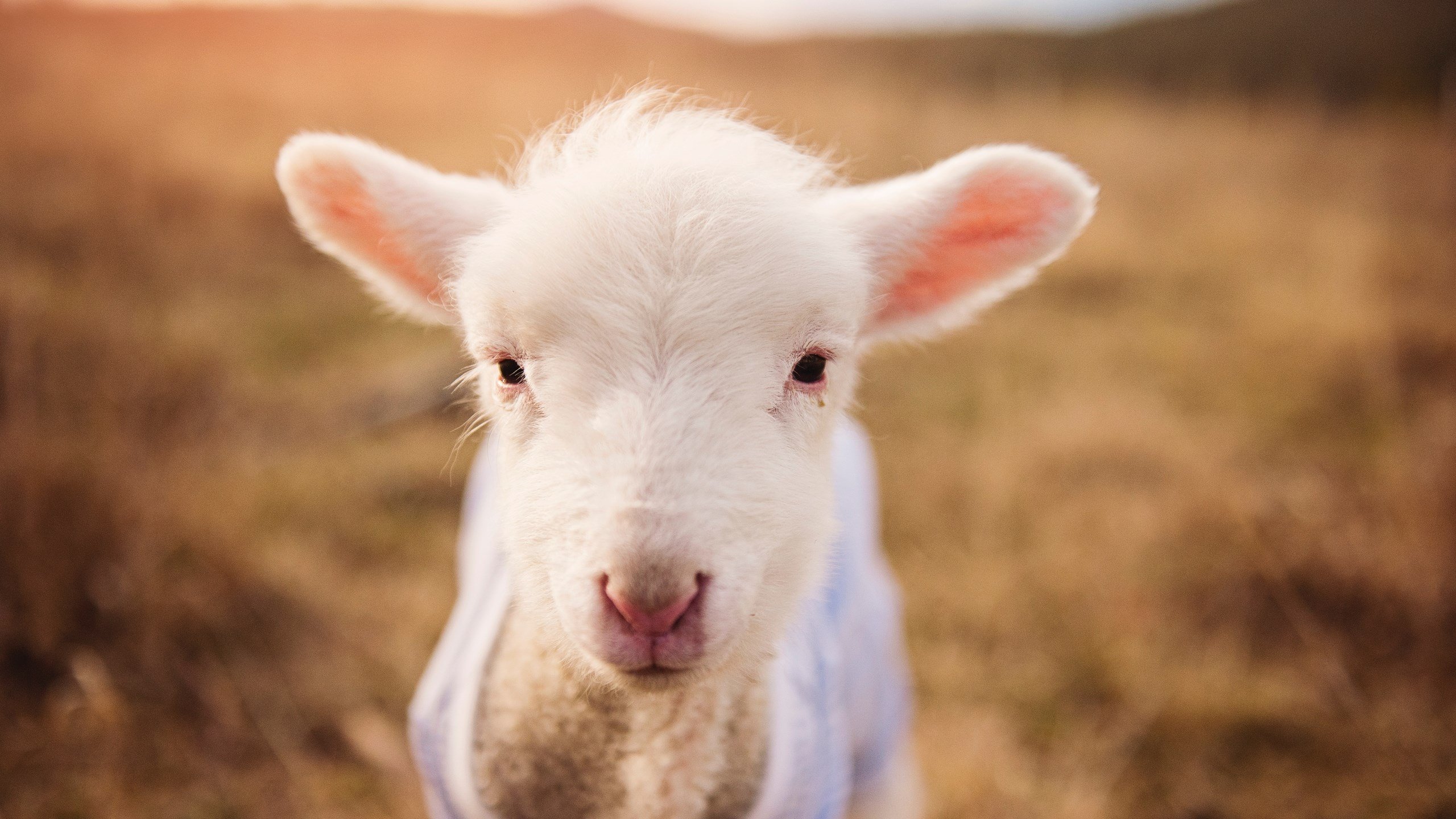 足球赛事战绩喜人,球员技术精益求精,足球比赛术语大全