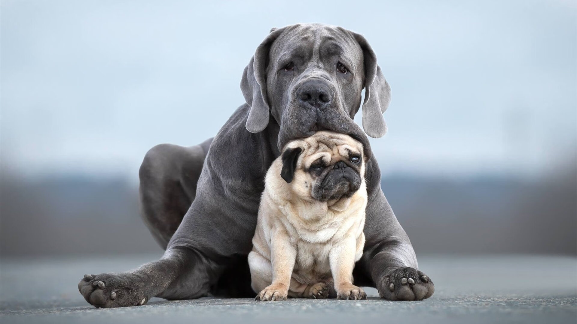 阿尔阿赫利新赛季阵容公布,备战国内外赛事,阿什利赫吉尔