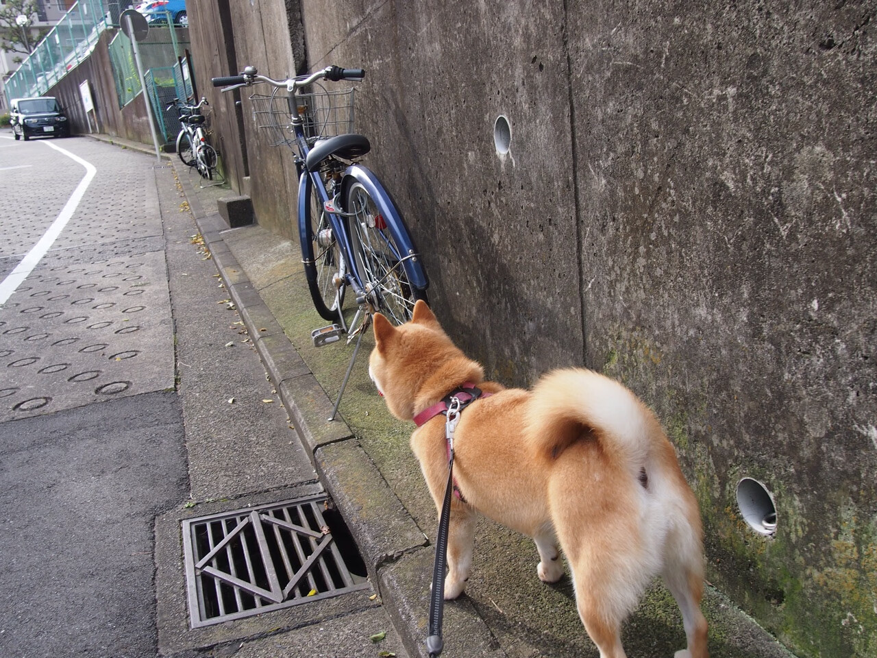 “SHO-CHAN Run 2025:跑者狂热,香港再掀赛事高潮”