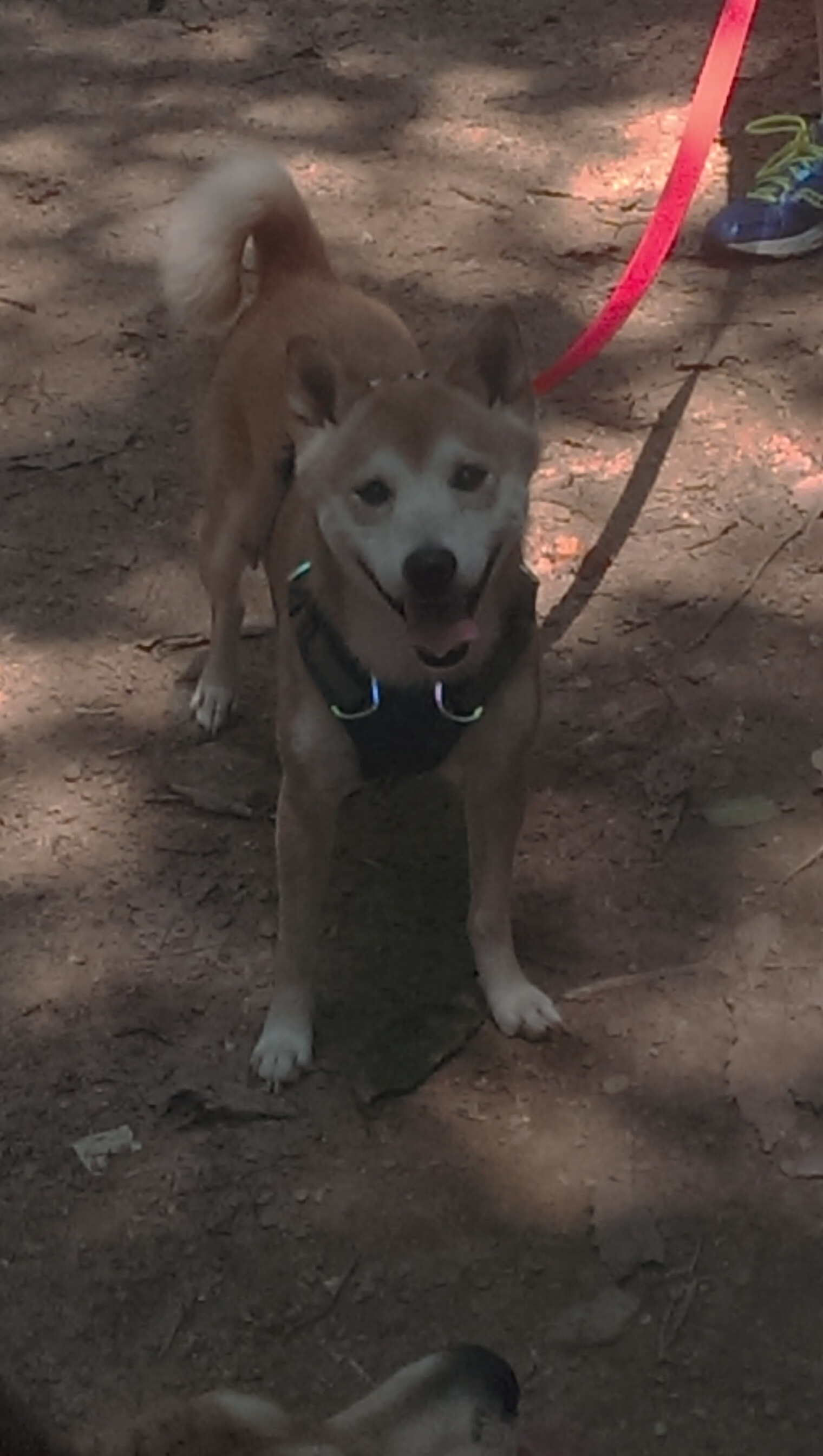 球队领袖更衣室影响力是否直接作用于比赛执行,球队领袖需要具备的