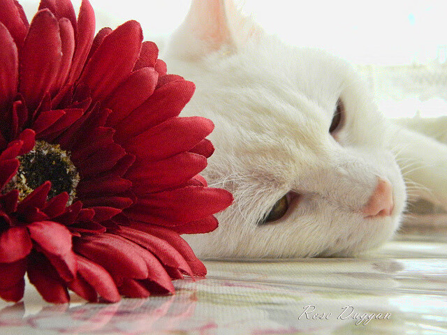 九游娱乐官网 (jiuyou)-美国蝶泳爆发节奏与配速抗疲劳性博弈中，美国蝶泳女子世界纪录