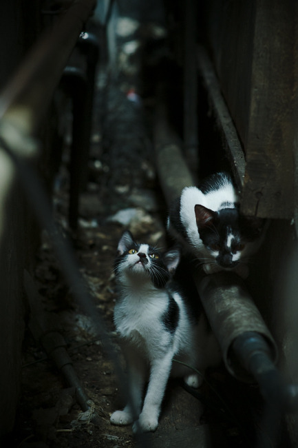 职业联赛赞助商活跃度波动大