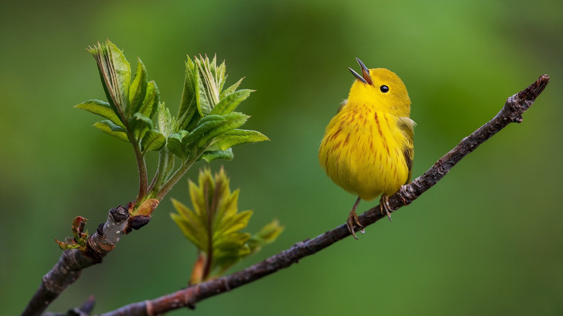 南非橄榄球赛事成为国际品牌营销的新平台,南非 橄榄球