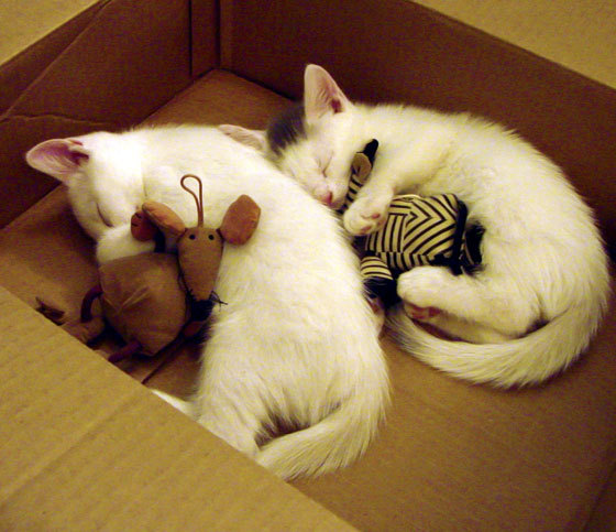 凯琳·科贝特突破极限实现自我超越,凯特琳科比