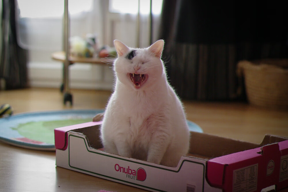 卡特的踢球技术展现了新西兰全黑队的进攻精髓,卡特 球星