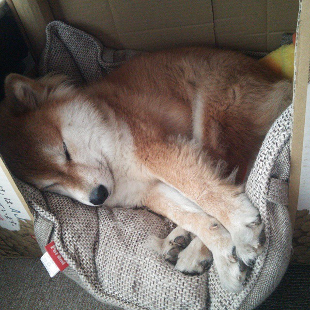 九游jiuyou-拉恩：全黑队外线的“闪电手”，每一次突破都为队友提供宝贵机会