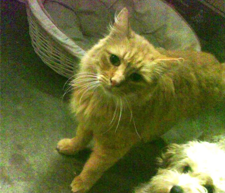 法甲攻城略地：团体合作绽放精彩！