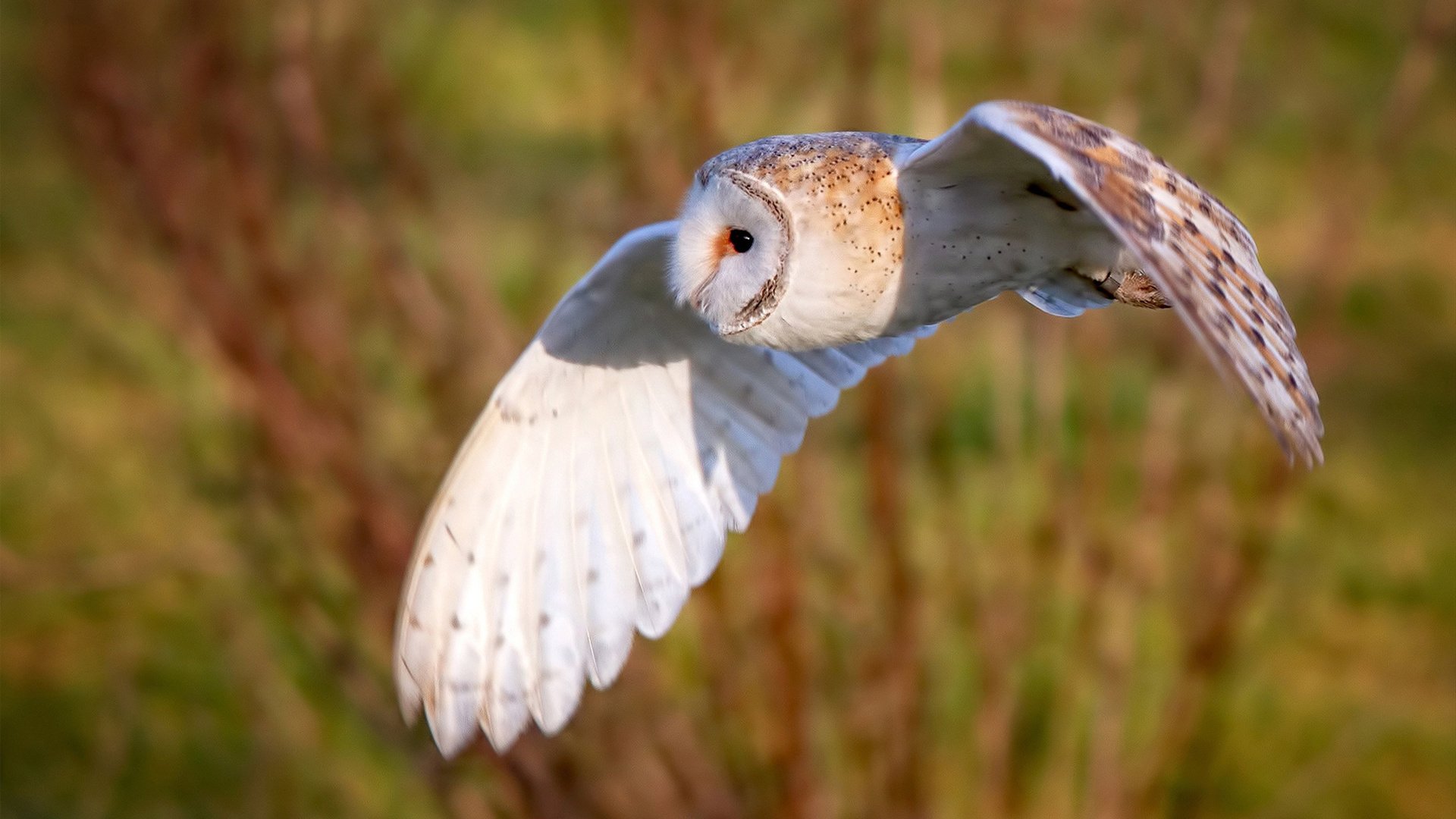 九游网页版官网-职业联赛规则调整提升比赛公平性和竞技观赏性，职业联赛体系