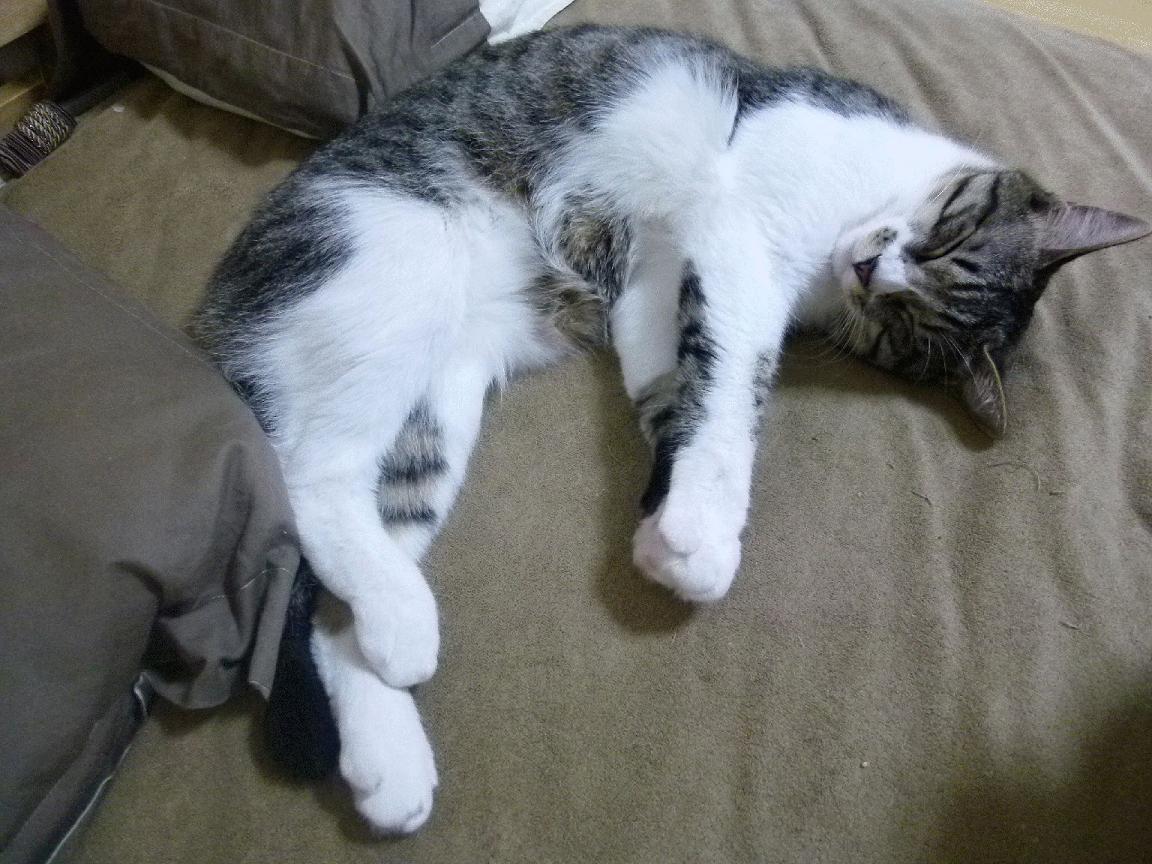 高尔持续为袋鼠队创造得分机会，成为球队新核心，高尔夫袋鼠男装简介